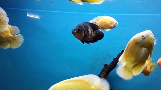 Aquarium de Bangalore